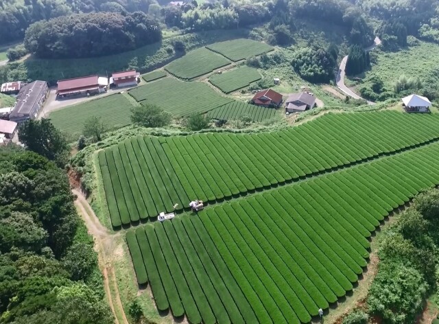 扇原茶園の茶畑